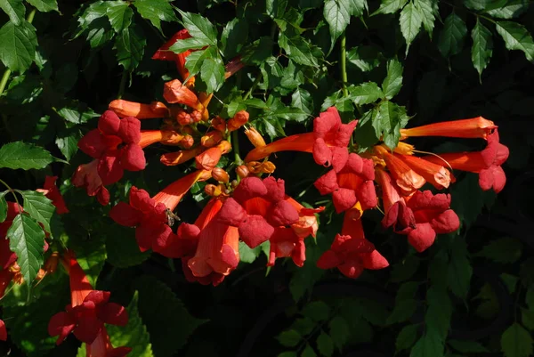 Gereza Fréquent Lcium Barbarum 1753 Cadran Moelle Épinière Protubérance — Photo