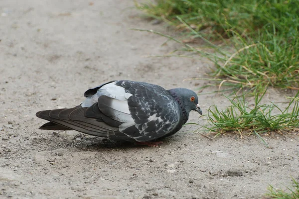 Pigeon Columba Рід Птахів Родини Голубів Columbidae — стокове фото