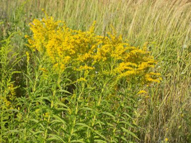 Golden Cowl Canadian (Latin Solidgo canadnsis), bloom, family astropeus, flowers, general view, genus goldenrod, green, leaves, or composite, taç yaprakları, plant, weed, wild, yellow