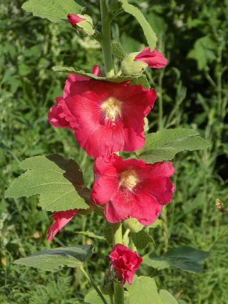 Malva Veya Mallow Lat Mlva — Stok fotoğraf