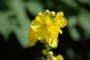 Yoğun çiçekli, büyük çiçekli ot (Verbascum densiflorum Bertol. ; Verbascum thapsiforme Schrad.) 