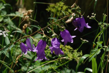 Nettle-leaved bells (Campanula trachelium)
