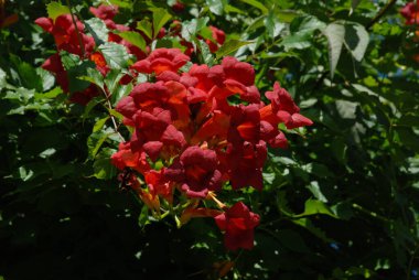 Gereza yaygın (Lcium barbarum L., 1753, çevir omuriliği, çıkıntı)