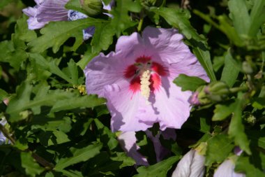 Suriye amblemi (Hibiscus syriacus)