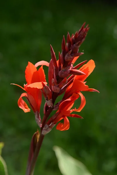 Canna Kana Canna Single Genus Plants Monotypic Cannaceae Family — Foto Stock