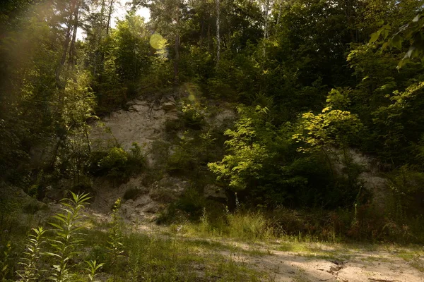 Single Begint Het Oude Bos — Stockfoto