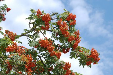 Yaygın dağ külleri (Sorbus aucuparia)
