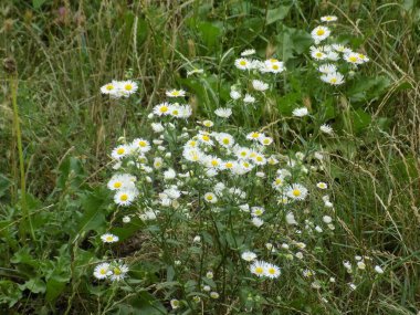 Papatya (Matricaria recutita, veya Matricaria chamomilla, veya Chamomilla recutita)