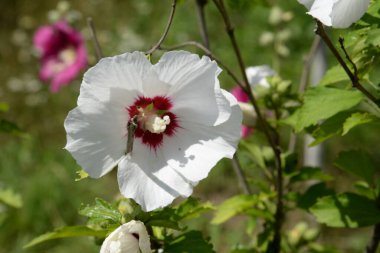 Suriye amblemi (Hibiscus syriacus)
