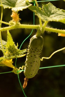 Common cucumber (Cucumis sativus).Cucumber is ordinary
