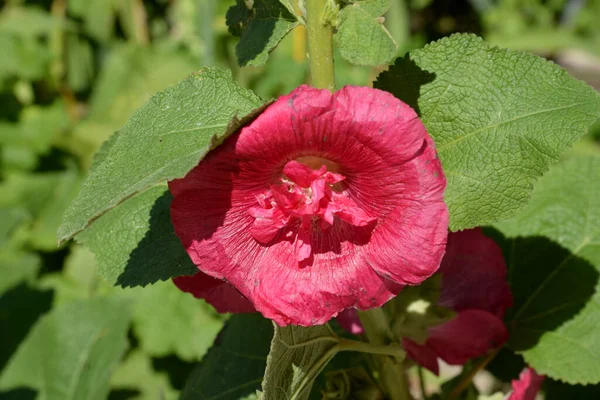 Malva Mallow Lat 므르바 — 스톡 사진