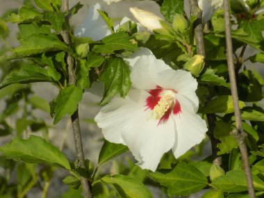 Suriye amblemi (Hibiscus syriacus)