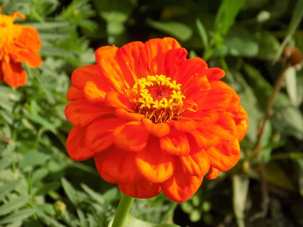 Zinnia Latinul Znnia Asteraceae Családba Tartozó Éves Évelő Növények Nemzetsége — Stock Fotó