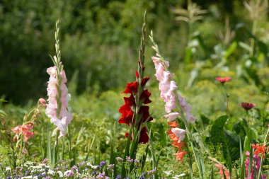 Kosariki veya gladiolus (Gladiolus))