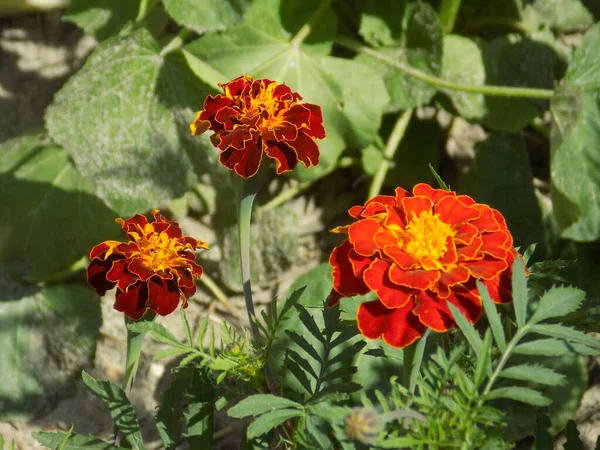Marigolds Tagetes Marigolds Genus Annual Herbaceous Plants Aster Family — Fotografia de Stock