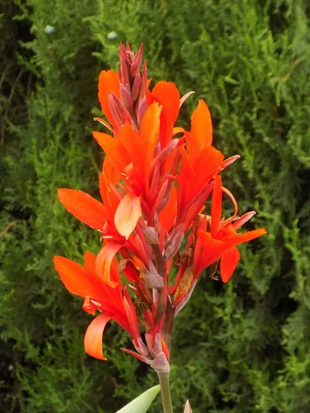 Canna Kana Canna Single Genus Plants Monotypic Cannaceae Family — Stok fotoğraf