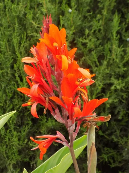 Canna Kana Canna Single Genus Plants Monotypic Cannaceae Family — Stok fotoğraf