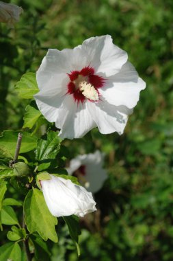 Suriye amblemi (Hibiscus syriacus)