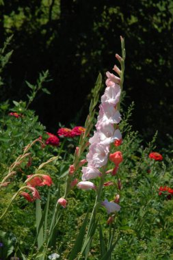 Kosariki veya gladiolus (Gladiolus))