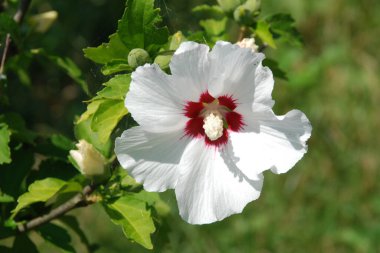 Suriye amblemi (Hibiscus syriacus)