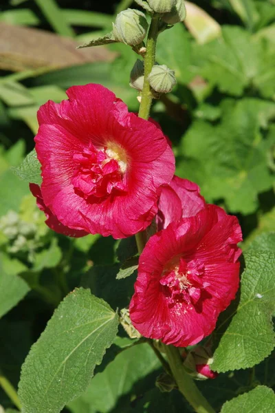 Malva Mallow Лат Mlva — стоковое фото