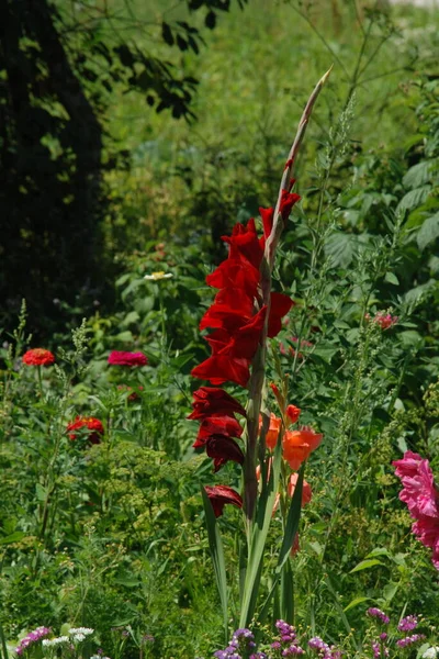 Kosariki Gladiolus Gladiolus — Stockfoto