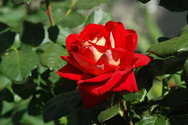Rose Género Botânico Pertencente Família Asteraceae — Fotografia de Stock