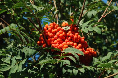 Yaygın dağ külleri (Sorbus aucuparia)