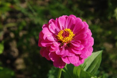 Zinnia (lat. Znnia) is a genus of annual and perennial plants of the Asteraceae family