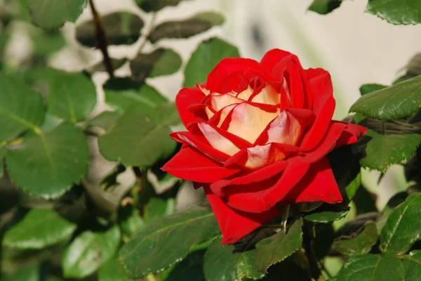 Rose Rosa Género Plantas Con Flores Perteneciente Familia Rose — Foto de Stock