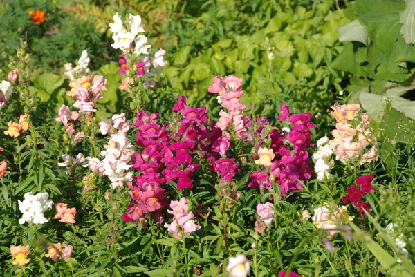 stock image Antirrhinum majus (Antirrhinum majus)