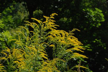 Golden Cowl Canadian (Latin Solidgo canadnsis), bloom, family astropeus, flowers, general view, genus goldenrod, green, leaves, or composite, taç yaprakları, plant, weed, wild, yellow