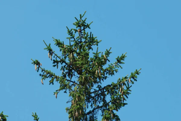 Ερυθρελάτη Picea Είναι Ένα Γένος Κωνοφόρων Της Οικογένειας Των Πεύκων — Φωτογραφία Αρχείου