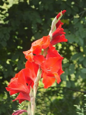 Kosariki veya gladiolus (Gladiolus))          