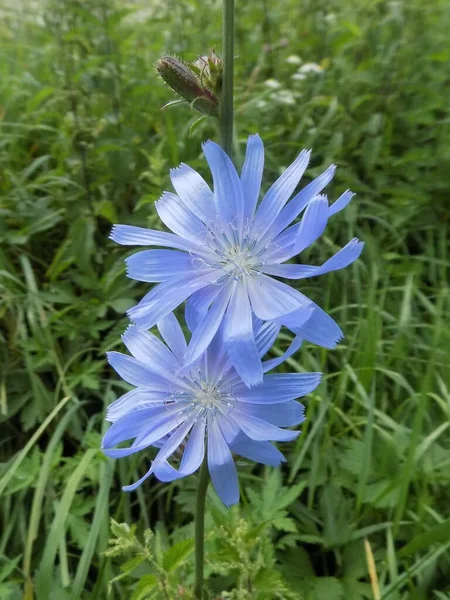 Centaurea Rodzaj Roślin Zielnych Rodziny Astrowatych — Zdjęcie stockowe