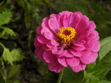 Zinnia (lat. Znnia, Asteraceae familyasının yıllık ve daimi bitki cinsi.