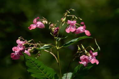 Impatiens glandular grass (Impatiens glandulifera Royle)