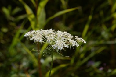 Zhgun-root (lat. Cndium)