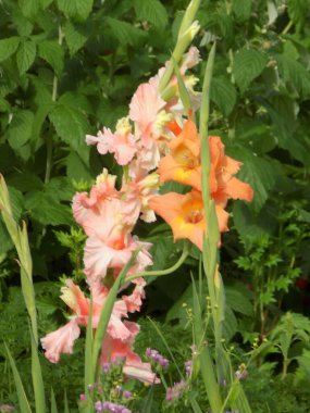 Kosariki veya gladiolus (Gladiolus))         