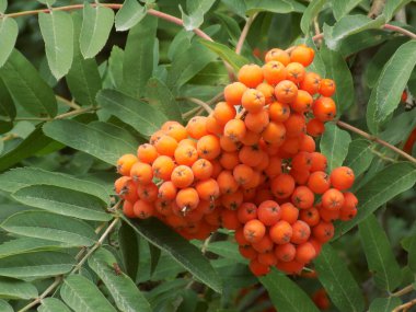 Yaygın dağ külleri (Sorbus aucuparia)