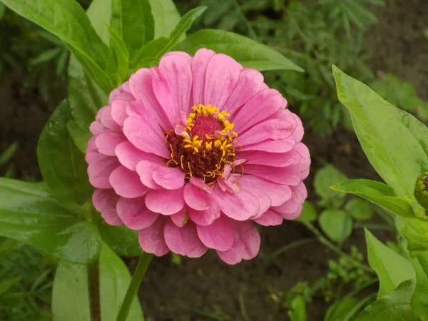 Zinnia Inglês Znnia Género Botânico Pertencente Família Asteraceae — Fotografia de Stock