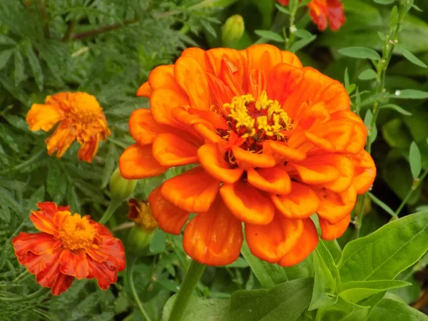 Zinnia Lat Znnia Genus Annual Perennial Plants Asteraceae Family — Fotografia de Stock