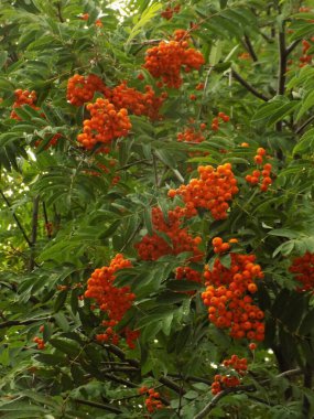 Common mountain ash (Sorbus aucuparia)          