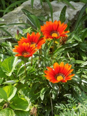 Gaillardia, Gaillardia, Gaillardia (lat. Gaillardia)          
