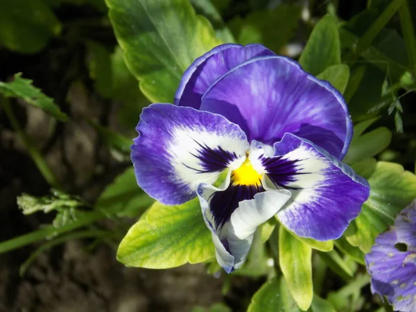 Violet Adalah Tricolor Pansy Liar — Stok Foto