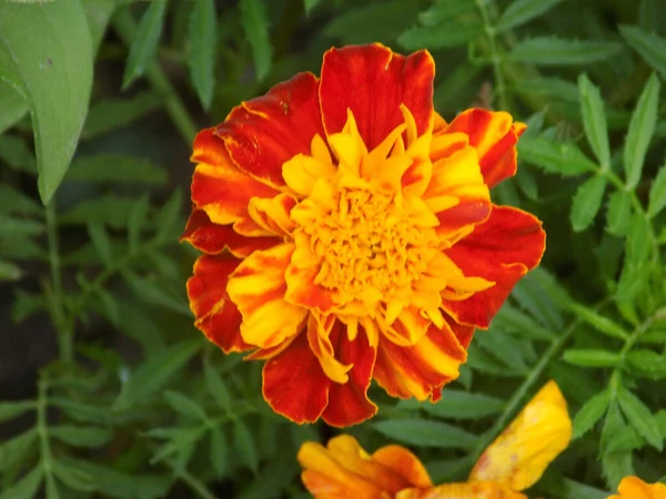 Marigolds Tagetes Marigolds Egy Nemzetség Éves Lágyszárú Növények Aster Család — Stock Fotó