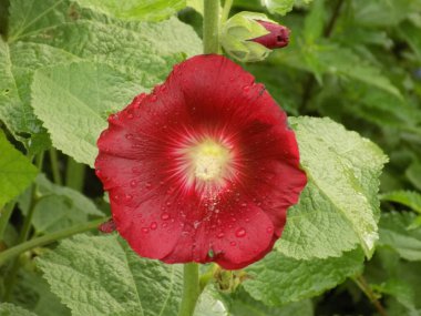 Malva, veya mallow (lat. Mlva) 