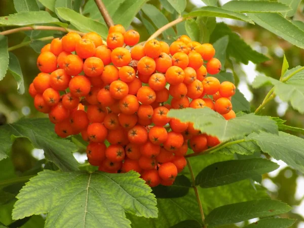 Common Mountain Ash Sorbus Aucuparia — Stockfoto