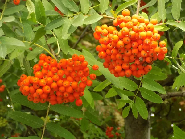 Gemeine Eberesche Sorbus Aucuparia — Stockfoto