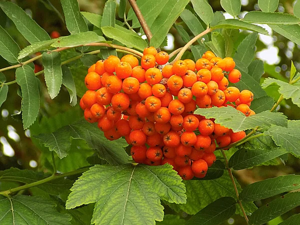 Common Mountain Ash Sorbus Aucuparia — Stockfoto